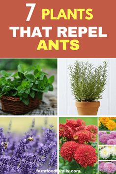 different types of plants that repel ants