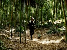 a man walking through a forest filled with tall bamboo trees