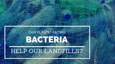 plastic bags with the words can plastic eating bacteria help our landfills?