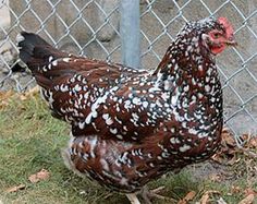 a brown and white chicken standing next to a fence