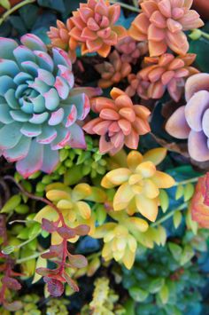 colorful succulents are growing in a potted plant