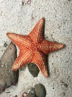 a starfish laying on the sand next to some rocks