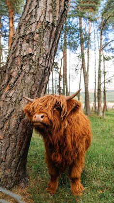 an animal that is standing in the grass near a tree with horns on it's head