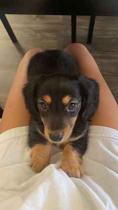 a small black and brown dog laying on top of a woman's lap in bed