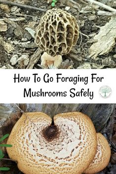 mushrooms that are growing on the ground with text overlay how to go foraging for mushrooms safely