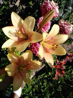 yellow and pink flowers in the middle of some bushes