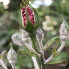 a close up of a flower bud on a plant with other flowers in the background