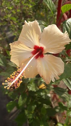 a large white flower with red stamens and green leaves in the back ground