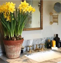 a potted plant sitting on top of a bathroom sink