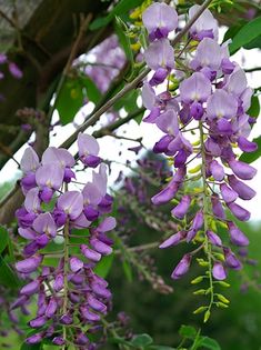 purple flowers hanging from the branches of a tree