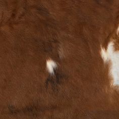 a brown and white cow with spots on it's fur