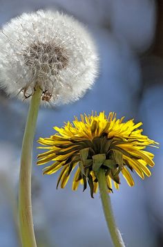 two dandelions in the foreground with blue sky in the background