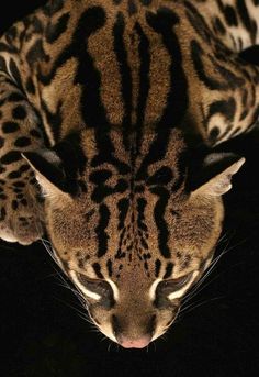 a close up of a cat on a black background