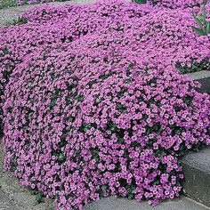 purple flowers growing on the side of some concrete steps