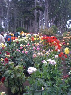 many different colored flowers in a garden with lots of trees behind them and people walking around