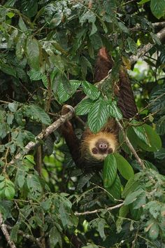 a brown and white sloth hanging from a tree branch with green leaves on it