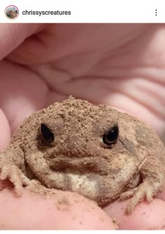 a close up of a person holding a small frog in their hands with dirt on it's face