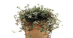 a potted plant with green leaves on it's side, against a white background