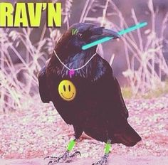 a black bird with neon green legs and a smiley face on it's head