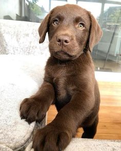 a brown puppy sitting on top of a couch