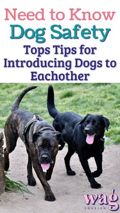 two black dogs are running together in the sand with text that reads need to know dog safety top tips for introduced dogs to eachother