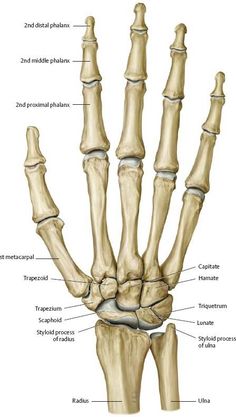 the bones of the hand and wrist are shown in this diagram, with labels below