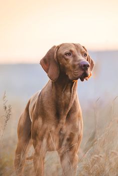 a brown dog standing on top of a dry grass covered field next to tall grasses