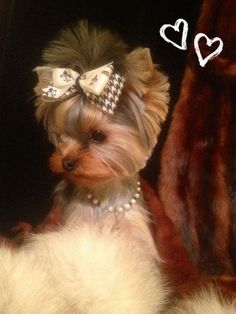 a small dog with a bow on it's head sitting next to a stuffed animal