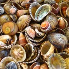 many seashells are gathered together on the beach