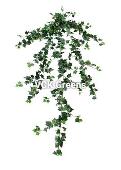 an ivy plant with green leaves on white background