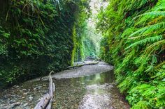 a river running through a lush green forest filled with lots of trees and bushes on both sides