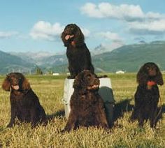 four black dogs sitting in the grass with mountains in the background