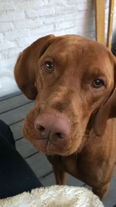 a brown dog standing on top of a wooden floor