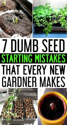 Garden Tips, Flowers Garden, Garden Soil, Veggie Garden, Seed Starting, Success Rate