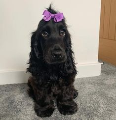 a black dog with a purple bow sitting on the floor in front of a wall