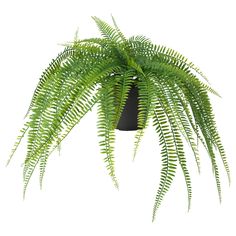 a large green plant in a black pot on a white background with clippings