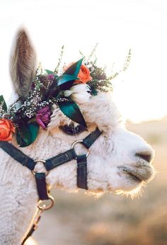 an alpaca with flowers on its head wearing a flower crown in the desert