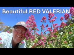 a man standing in front of purple flowers with the caption beautiful red valerian