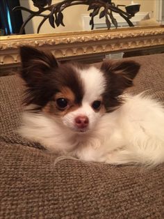 a small brown and white dog laying on top of a bed next to a mirror