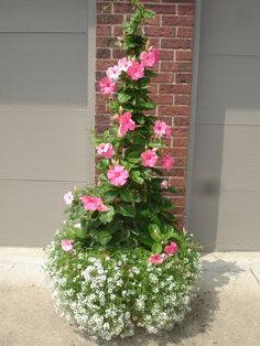 pink and white flowers are growing on the side of a building