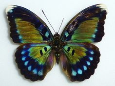 a blue and yellow butterfly sitting on top of a white surface