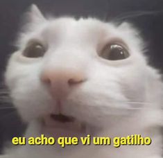 a close up of a cat with the caption'eu achi que vui um gatiho '