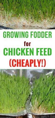 growing food for chicken feed is cheaply and easy to grow in the garden or on the lawn