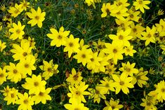 the yellow flowers are blooming in the field