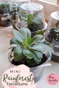 several small plants in plastic containers on a table with the words mini rainforest terrariums