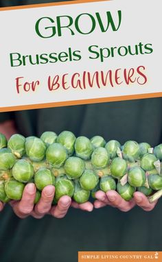 two hands holding brussel sprouts with the title grow brussels sprouts for beginners