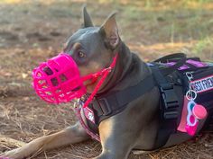 a dog wearing a pink muzzle and harness laying on the ground with it's tongue out