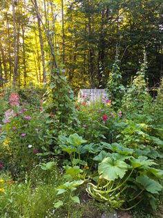 the garden is full of flowers and plants in it's natural habitat, with an outhouse behind them