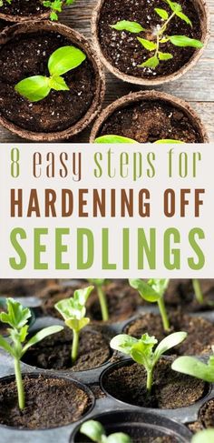 seedlings in pots with the title 8 easy steps for hardening off seedlings