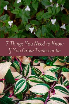 7 Things Everyone with a Tradescantia (Wandering Dude) Should Know House Plant Tips, House Jungle, Caring For Plants, Outdoor Garden Design, Mediterranean Gardens, Indoor Plant Ideas, Inch Plant, Plants House